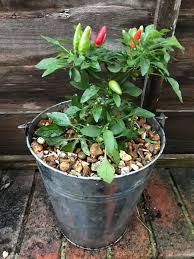Posted on february 13, 2020 by suttons in vegetable growing guides with 3 comments. How To Grow Chillies At Home Liana S Kitchen