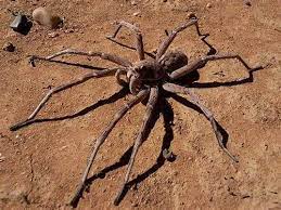 It is considered the world's largest spider by leg span, which can reach up to 1 foot (30 centimeters). Giant Huntsman Spider Huntsman Spider Giant Huntsman Spider Spider