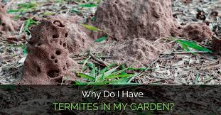Why Do I Have Termites In Garden