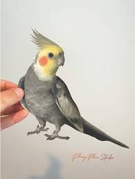 Cockatiel Parrot Decal Lovebird Sticker