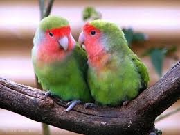 cute parrots cute bonito parrots hd