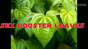 betel leaf plant 4 on line here in