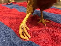 8 Excellent Ways How to Fix Curled Toes Paralysis in Chickens