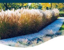 How To Choose Ornamental Grasses Ted