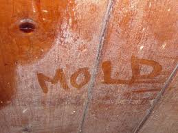 Commercial Mold Remediation In