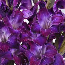 No mater where in the world flowers grow, there is a popular following of pictures of flowers. Gladiolus Deep Purple Flower Fiftyflowers Com