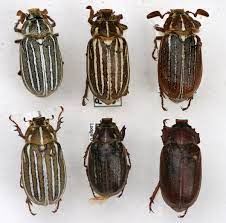 native insects coleoptera beetles