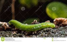 Caterpillar The Common Grass Yellow Stock Image Image Of