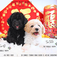 toy poodle dogs s in singapore