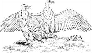 Download vulture coloring pages and use any clip art,coloring,png graphics in your website, document or collection of vulture coloring pages (44). White Rumped Vulture Coloring Page Coloringbay