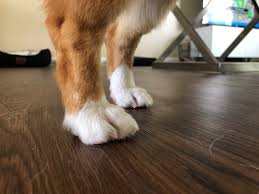 dog nail length the foundation of a