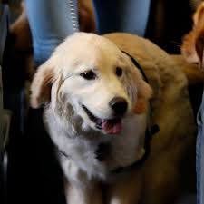 your guide to airline pet policy
