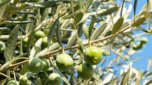 Olive trees like soil that drains easily, like a cactus mix. A Branch Of An Olive Stock Footage Video 100 Royalty Free 913558 Shutterstock
