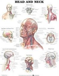 Head And Neck Anatomical Chart Anatomical Chart Company