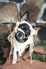 Image result for funny animal mummies