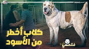 سكس مصري كلاب