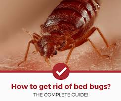 how to get rid of bed bugs 2022 edition