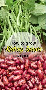 How To Grow Kidney Beans Growing Beans Growing Tomato