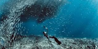 cebu scuba diving in pescador island