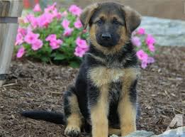 German shepherds in iowa and german shepherd puppies iowa specializing in west german imported lines with the focus on top quality, elegance, temperament as well as conformation. German Shepherd Puppies In Iowa Dogs Breeds And Everything About Our Best Friends
