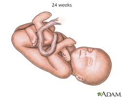 fetal development information mount