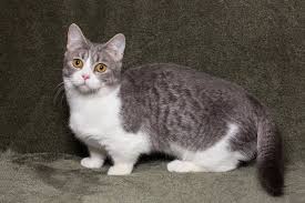 how much does a munchkin cat cost 2023