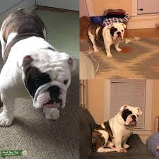 Enter your email address to receive alerts when we have new listings available for chocolate french bulldog stud. English Bulldog Stud Georgia
