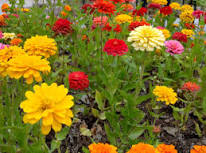 Colorful Zinnia Flowers Picture | Free Photograph | Photos ...