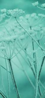 ne21-ipad-snow-winter-flower-green ...