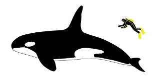 Orca Killer Whale Facts For Kids Naturemapping