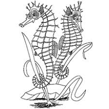 We found many exciting and extraordinary cute baby seahorse coloring pages pictures that can be concepts, input and information regarding you. Top 10 Free Printable Seahorse Coloring Pages Online