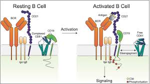 A dynamic interaction between CD19 and the tetraspanin CD81 controls B cell co-receptor trafficking | bioRxiv