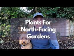 Plants For North Facing Gardens My