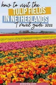 Tulip Fields Netherlands The Perfect