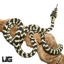 juvenile jungle carpet pythons morelia