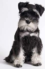 schnauzer puppies everything you need