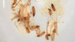are carpet beetles dangerous can they
