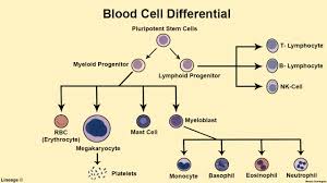 Chronic Myeloid Leukemia Cml Oncology Medbullets Step 2 3