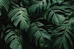How many types of philodendron are there?