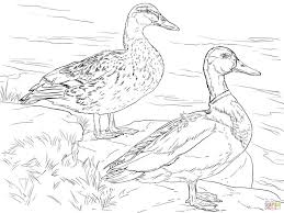 If your child loves interacting. Male And Female Mallard Ducks Coloring Page Bird Coloring Pages Animal Coloring Pages Bird Drawings