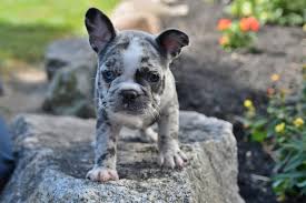 frenchton puppies lancaster