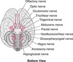 Overview Of The Cranial Nerves Brain Spinal Cord And