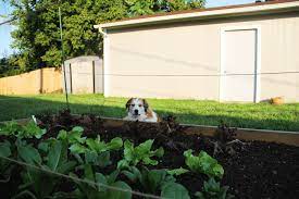 how to keep dogs out of your garden