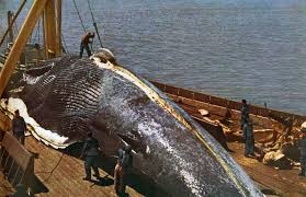 flensing a blue whale