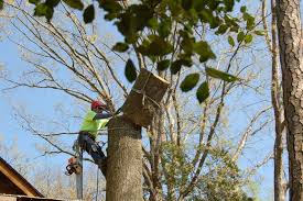 Hours may change under current circumstances Top 10 Best Tree Removal Services In Virginia Beach Va Angi Angie S List