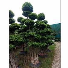 8 Feet Ficus Multi Roots Plant For