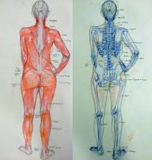 How do i contact an anatomical anatomy model? 8 Anatomical Overlays Ideas Anatomy For Artists Anatomy Art Human Figure