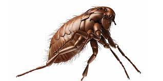termites pest control exterminators