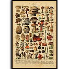 Us 3 25 7 Off N 629 Mushroom Chart Biology Education Science Poster L W Canvas Art Print Decoration 14x21 20x30 24x36 In Painting Calligraphy From
