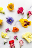 Which edible flowers last the longest?